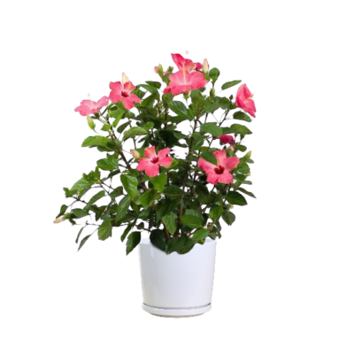 Hibiscus Rosa Sinensis (Pink)